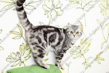 Домашняя съёмка британского короткошёрстного кота