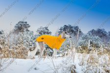 Зимняя фотосъёмка собаки на природе