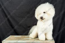 Собачья студийная фотосессия