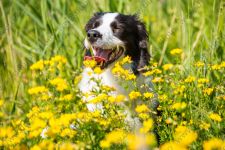 Летняя фотосессия для чудесной бордер-колли