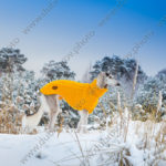 Зимняя фотосъёмка собаки на природе